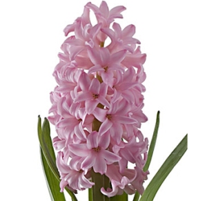 Pink and exceedingly feminine, this hyacinth is the picture of youthful yearning. 